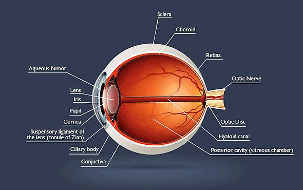 Illustration of the Anatomy of an Eye. Showing the cornea, aqueous humor, sclera, retina and all other major parts.